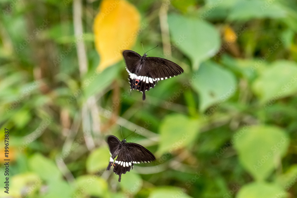 Two Common Mormon (Papilio polytes) in filght Two Common Mormon (Papilio polytes) in filght