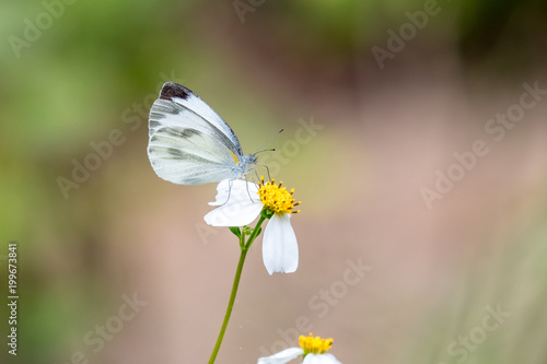 Indian Cabbage White (Pieris canidia) perching on plant photo