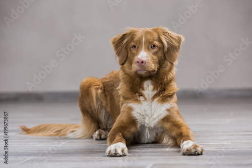 Nova Scotia duck tolling Retriever in the interior Studio