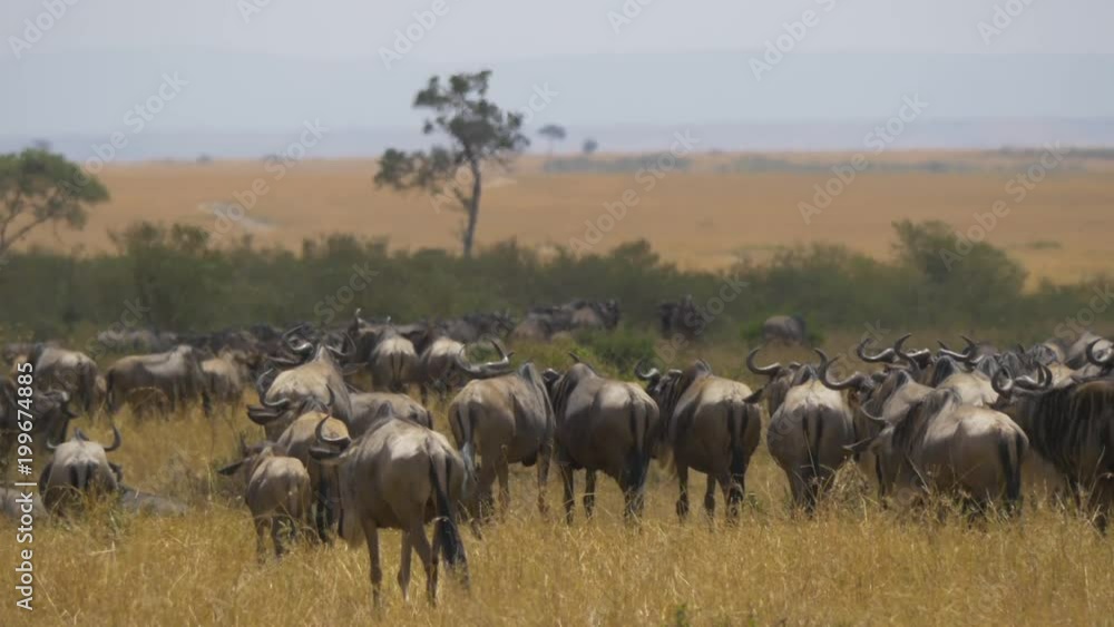 Rear view of gnus in Masai Mara Rear view of gnus in Masai Mara