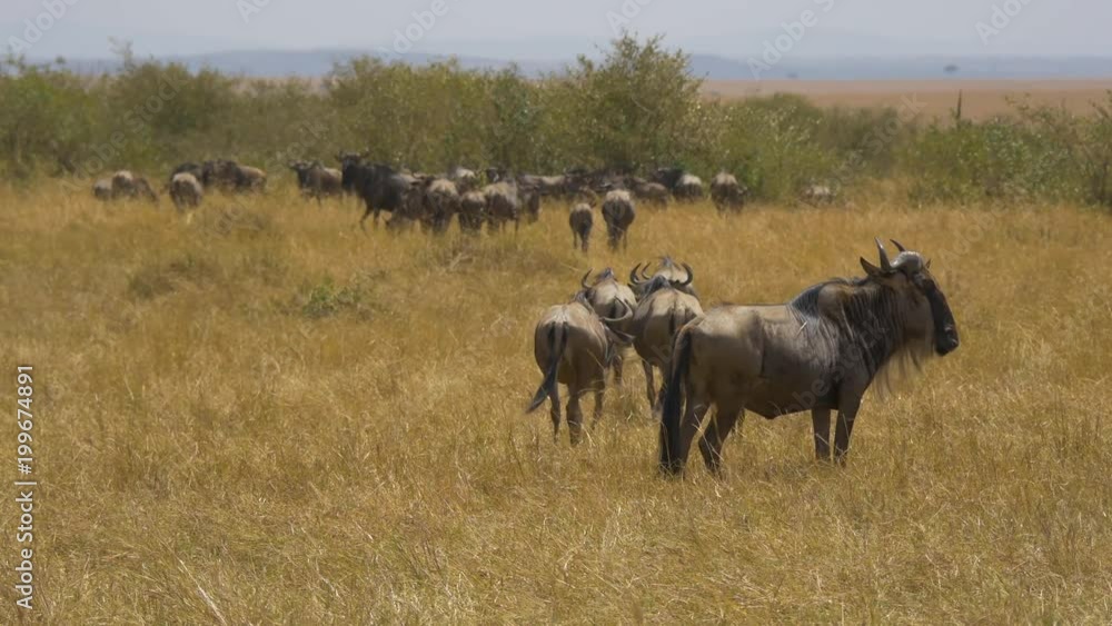 Wildebeests with calves in Masai Mara