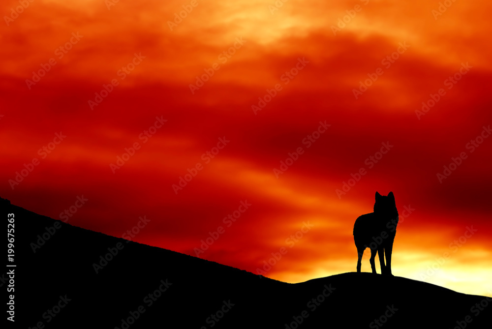 silhouette of a wolf standing on hill over sunrise sunset sky 