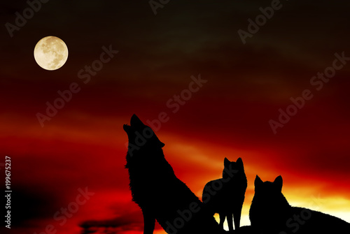 Pack of wolves with full moon over night sky like magic, mystic, spiritual animal concept  © starblue