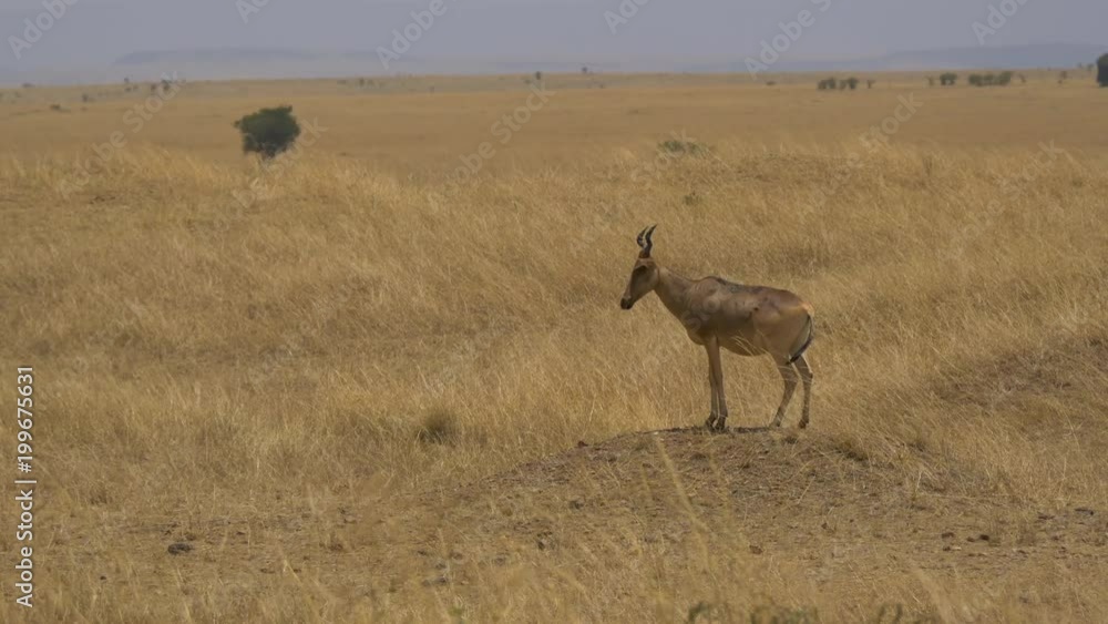 Coke's hartebeest in the savannah Coke's hartebeest in the savannah