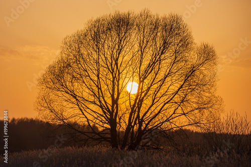 Bright sunset solar disk shines through the crown of branchy tree. Early spring, no leaves