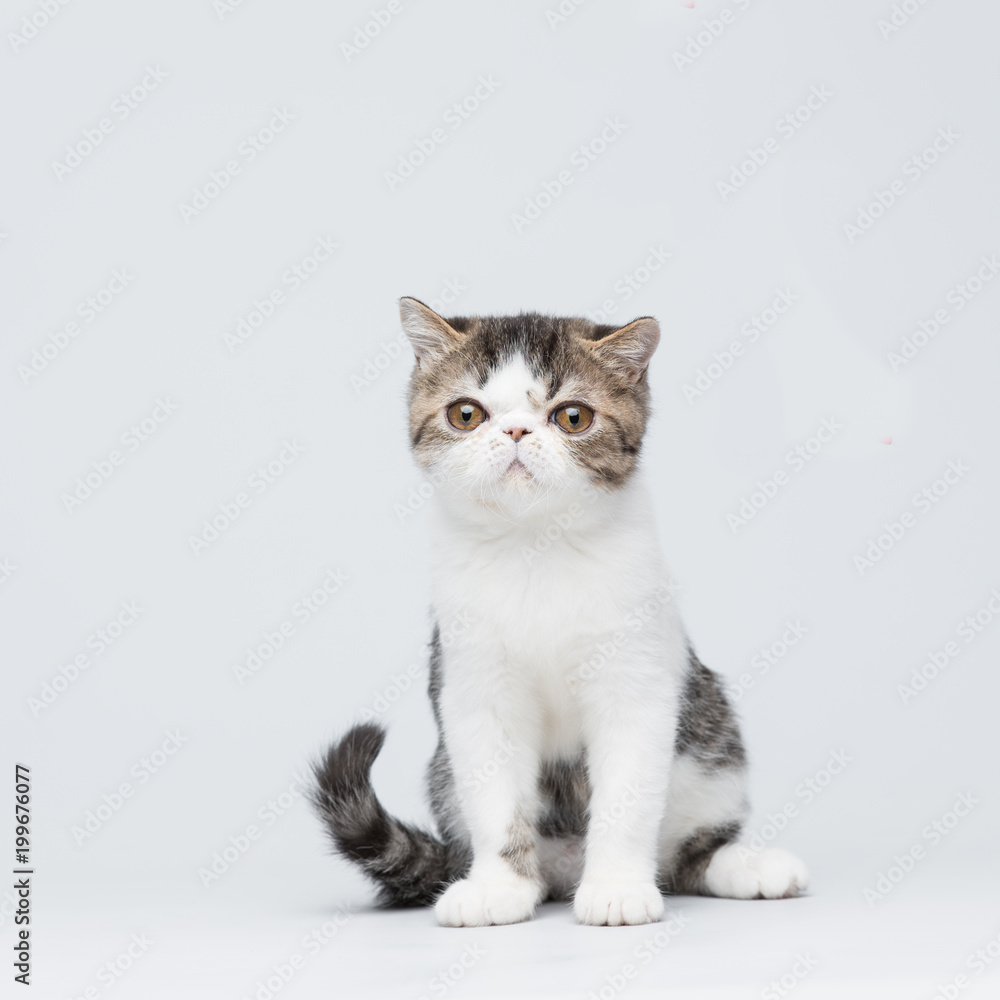 Cute exotic shorthair kitten on gray studio background