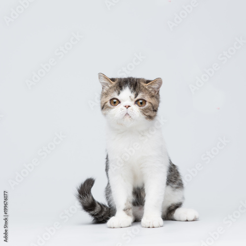 Cute exotic shorthair kitten on gray studio background © izmargad