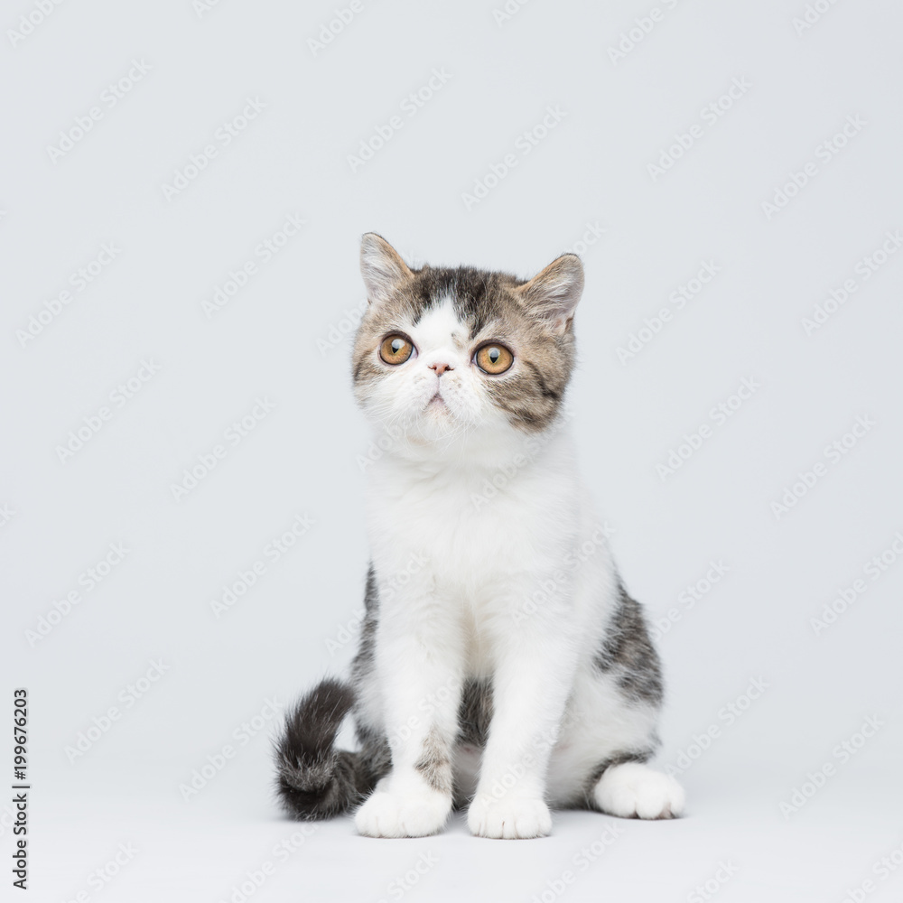 Cute exotic shorthair kitten on gray studio background Cute exotic shorthair kitten on gray studio background