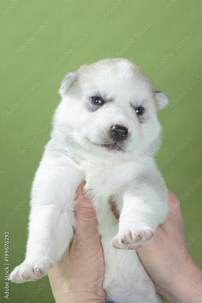 puppy Siberian husky on a green background puppy Siberian husky on a green background