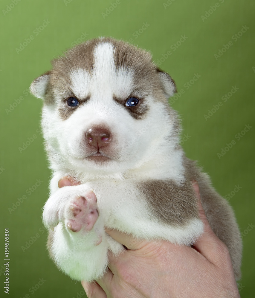 Fototapeta premium puppy Siberian husky on a green background