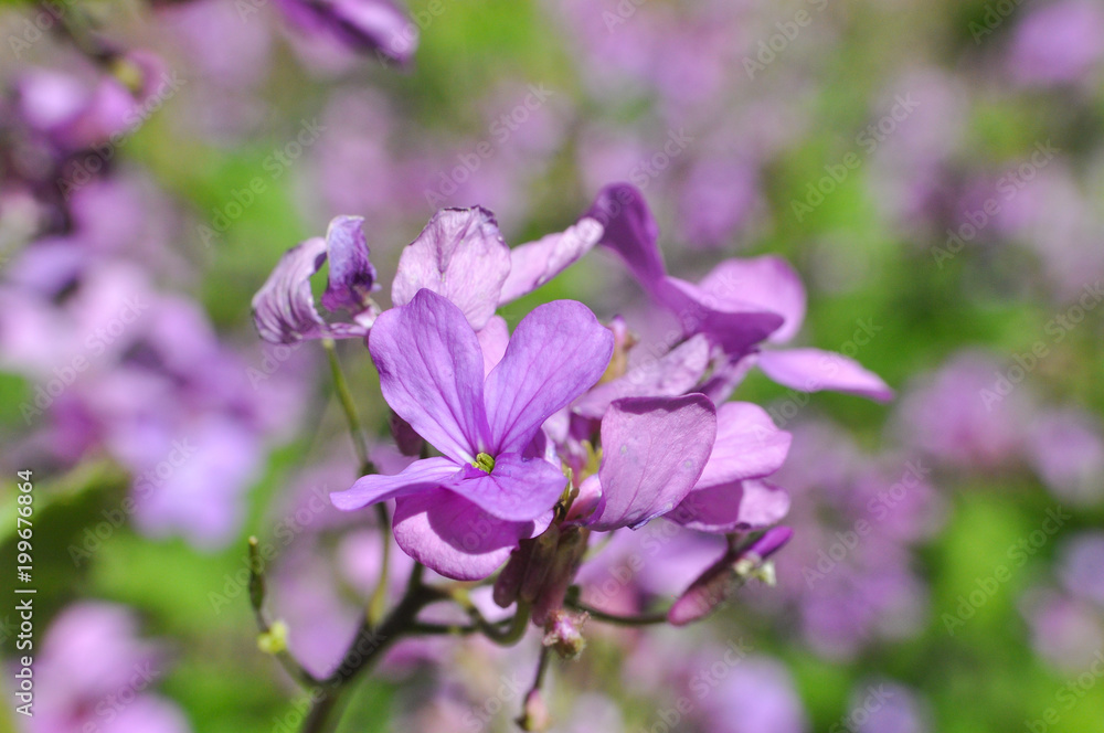 Malva sylvestris known as common mallow, cheeses, high mallow or tall mallow