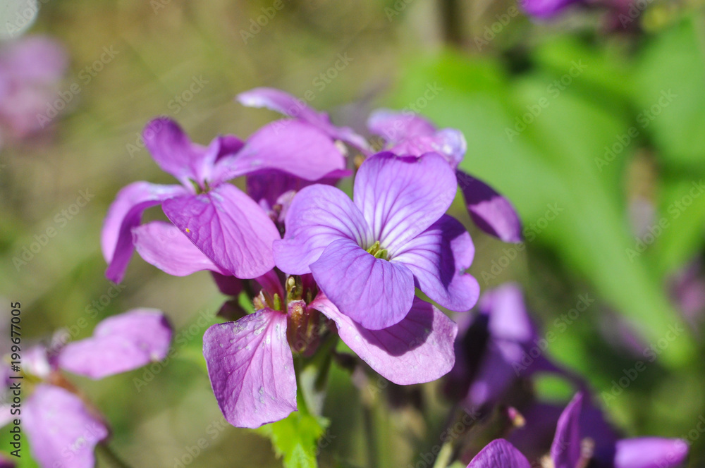 Malva sylvestris known as common mallow, cheeses, high mallow or tall mallow Malva sylvestris known as common mallow, cheeses, high mallow or tall mallow