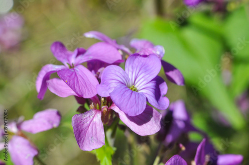 Malva sylvestris known as common mallow  cheeses  high mallow or tall mallow