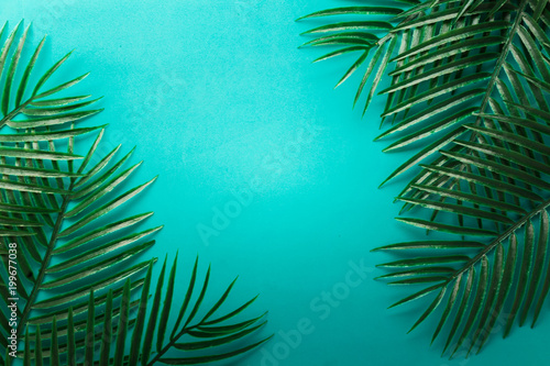 flat lay frame border of green tropical leaf frame on clor background with free copy space for your creativity ideas texts