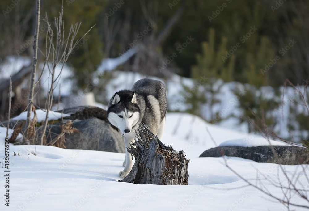 Siberian husky in winter Park