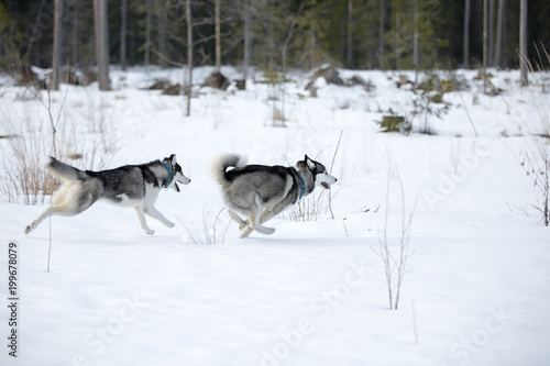 Siberian husky in winter Park © vivienstock