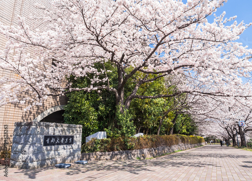 首都大学東京　正門前の桜並木 photo