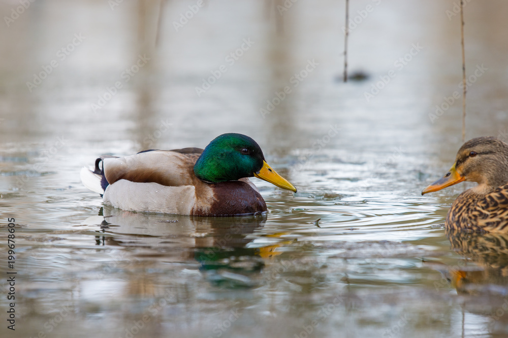 Duck wild male and female swim on the lake Duck wild male and female swim on the lake