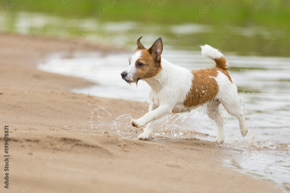 Happy funny terrier dog playing, running and jumping Happy funny terrier dog playing, running and jumping