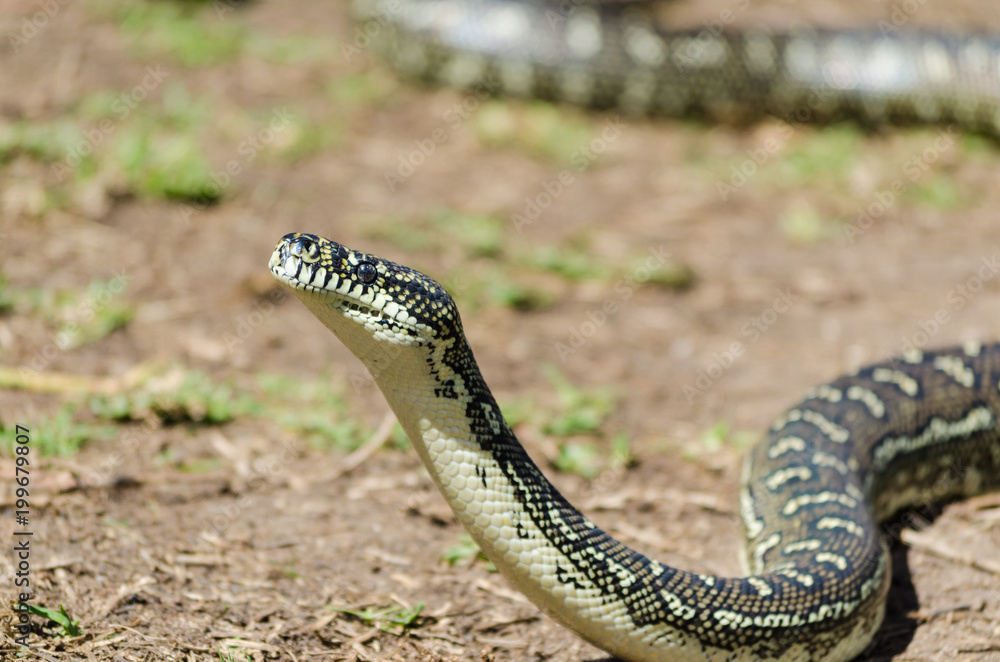 Australian Snake - Diamond Python (Morelia Spilota) Australian Snake - Diamond Python (Morelia Spilota)