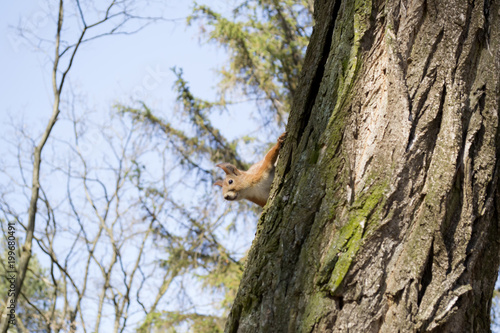 Funny red squirrel on trunck of tree. © Natali Vinokurova