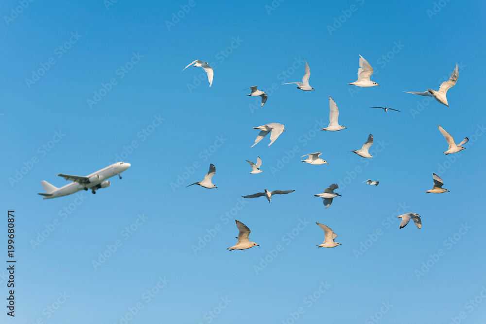 A lot of seagulls and plane in the clear blue sky. A lot of seagulls and plane in the clear blue sky.