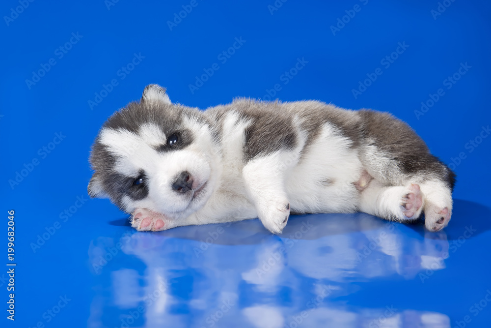 Fototapeta premium puppy Siberian husky on a blue background