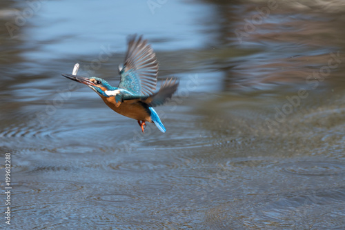 Blue devil bird for fish.  Local bird, Kawasemi, in Japan.  Flying jewel bird with caught fish.