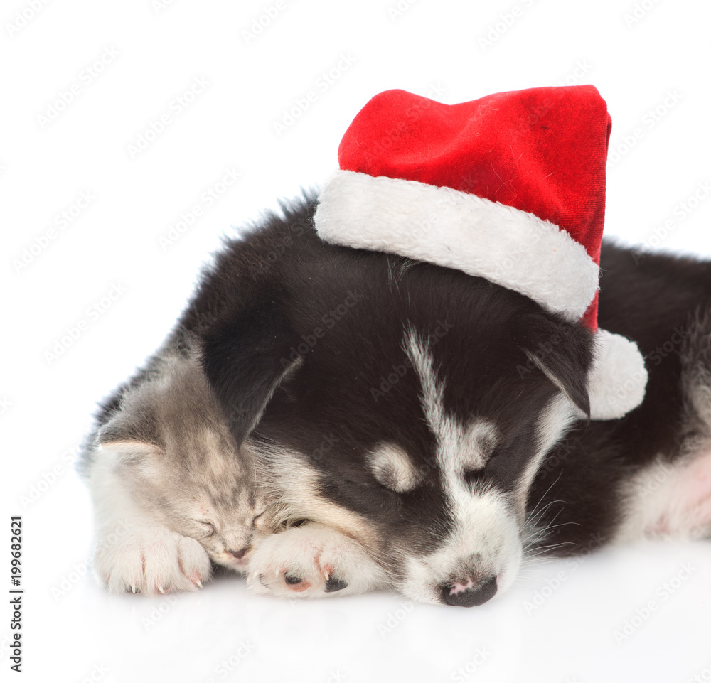 Close up sleepy siberian Husky puppy in red santa hat hugging a kitten. isolated on white background Close up sleepy siberian Husky puppy in red santa hat hugging a kitten. isolated on white background