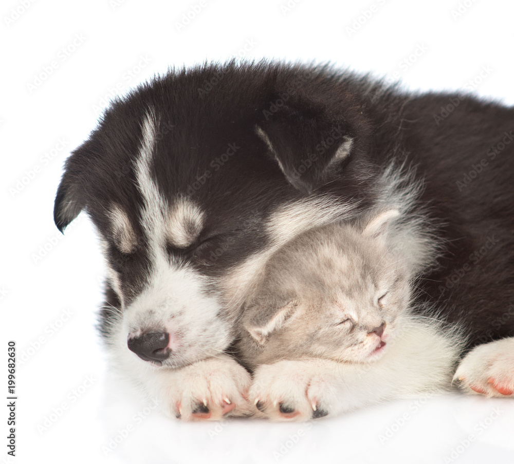Sleeping Siberian Husky puppy embracig cute tabby kitten. isolated on white background Sleeping Siberian Husky puppy embracig cute tabby kitten. isolated on white background
