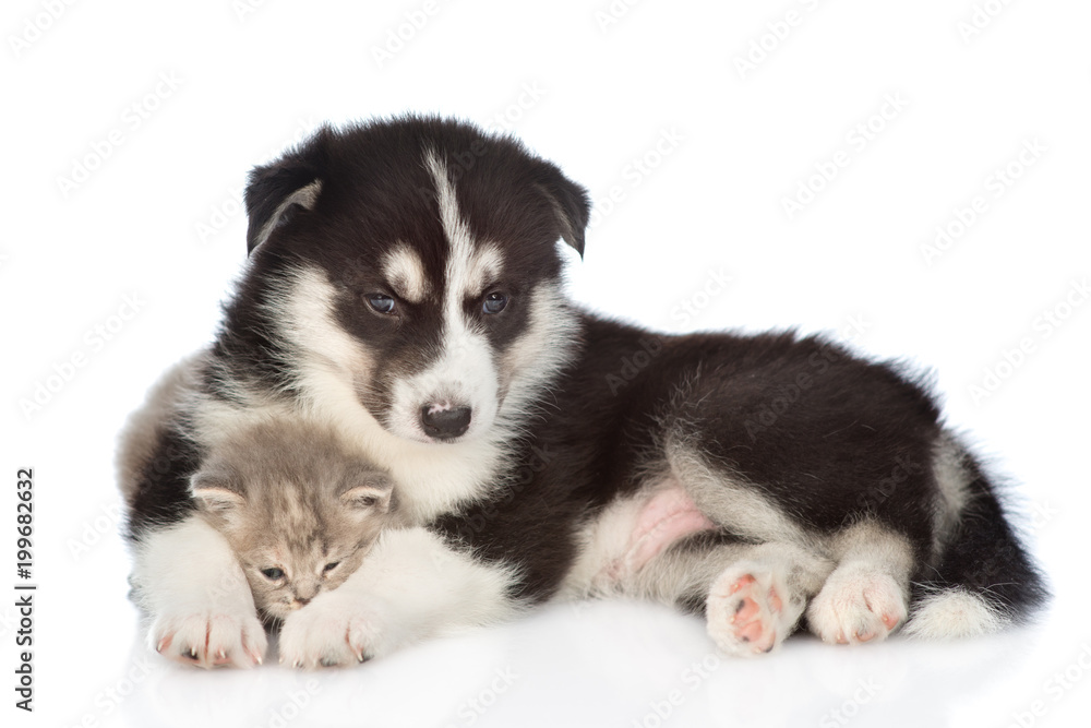 Husky puppy hugging scottish kitten and looking at camera. isolated on white background