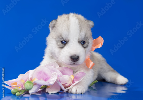 puppy Siberian husky on a blue background