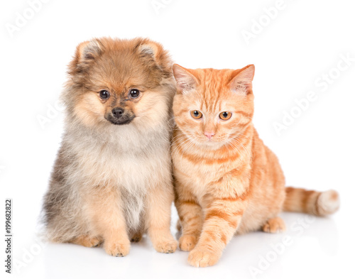 Fototapeta Naklejka Na Ścianę i Meble -  spitz puppy and cat sitting together. isolated on white background