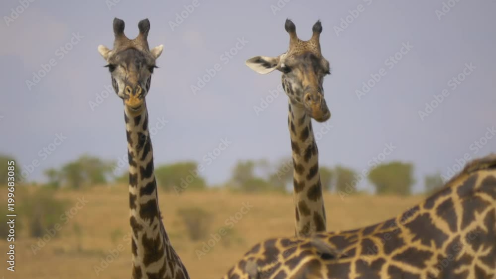 Two giraffe calves Two giraffe calves
