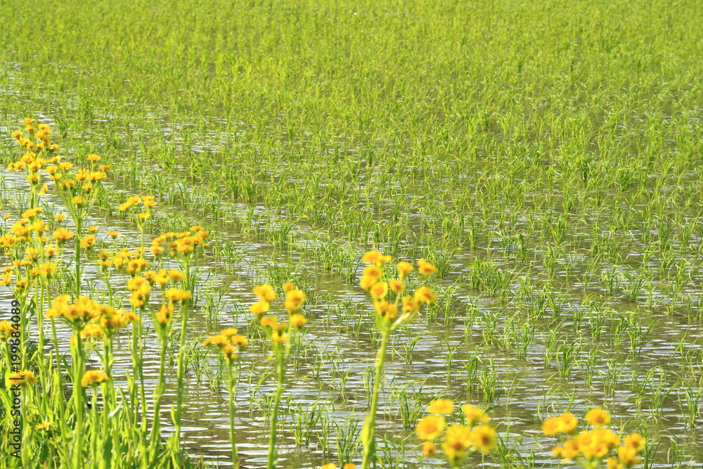 野草と水田
