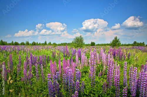 Beautiful rural landscape with purple flowers on a wild meadow