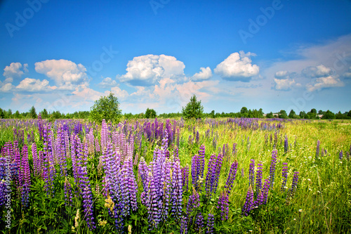 Beautiful rural landscape with purple flowers on a wild meadow