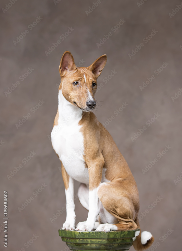 puppy Basenji in Studio puppy Basenji in Studio