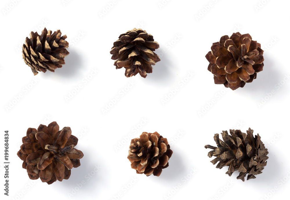 pine cone isolated on whit pine cone isolated on whit