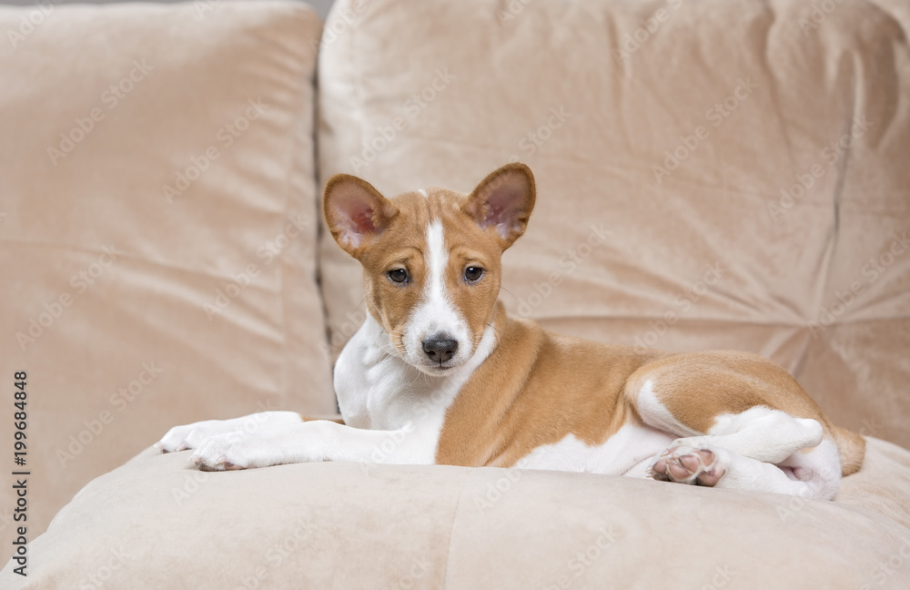 puppy Basenji in Studio puppy Basenji in Studio