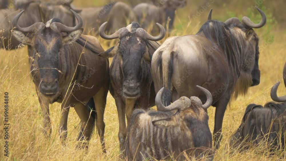 Gnus resting in the wilderness Gnus resting in the wilderness