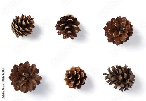 pine cone isolated on whit