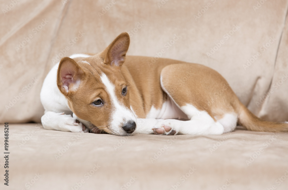 puppy Basenji in Studio puppy Basenji in Studio