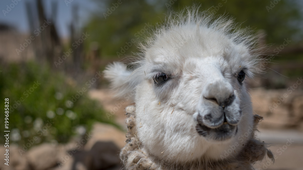 Alpaca Farm- Mizpe Ramon, Israel