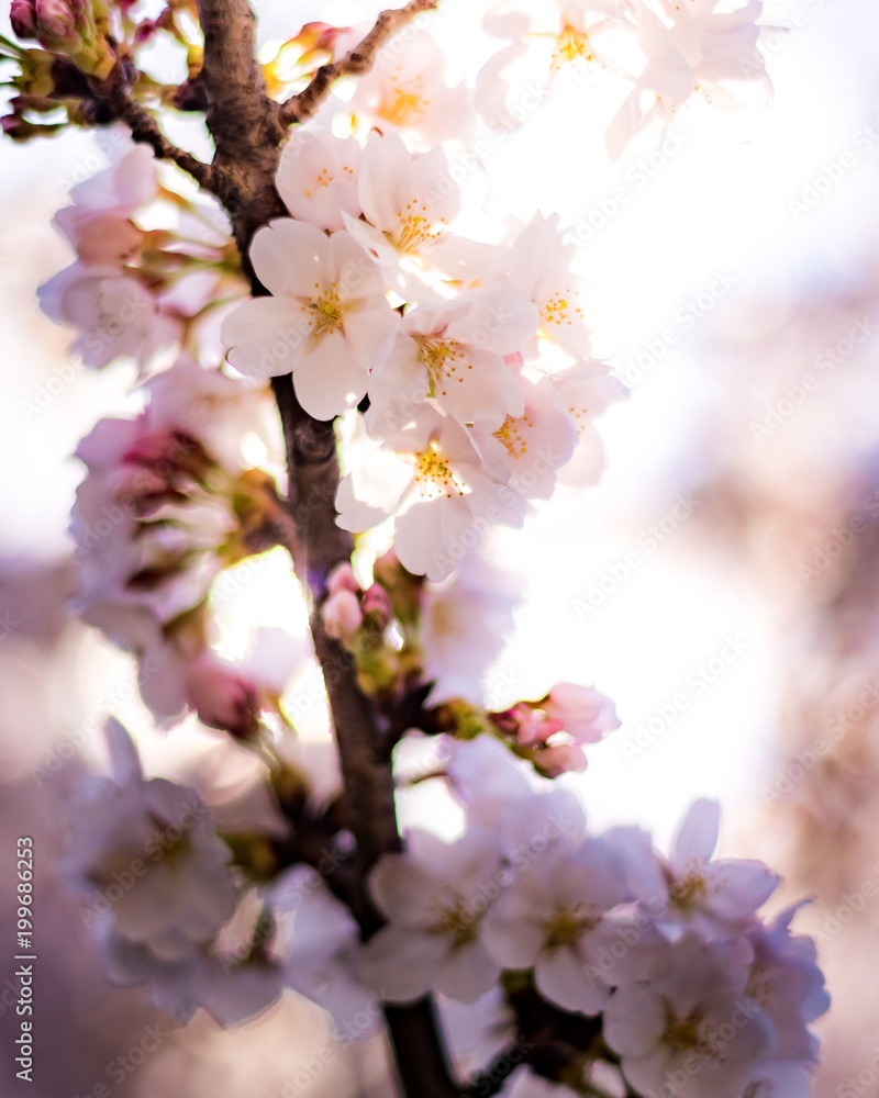 cherry blossoms, 2018