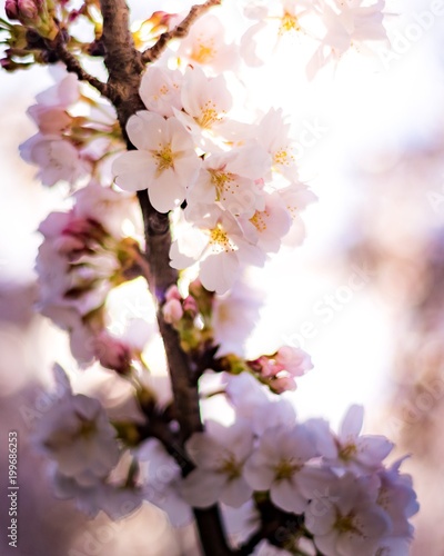 cherry blossoms  2018
