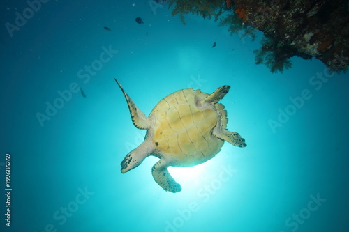 Photography Sea Turtle lit from Below with Sunburst