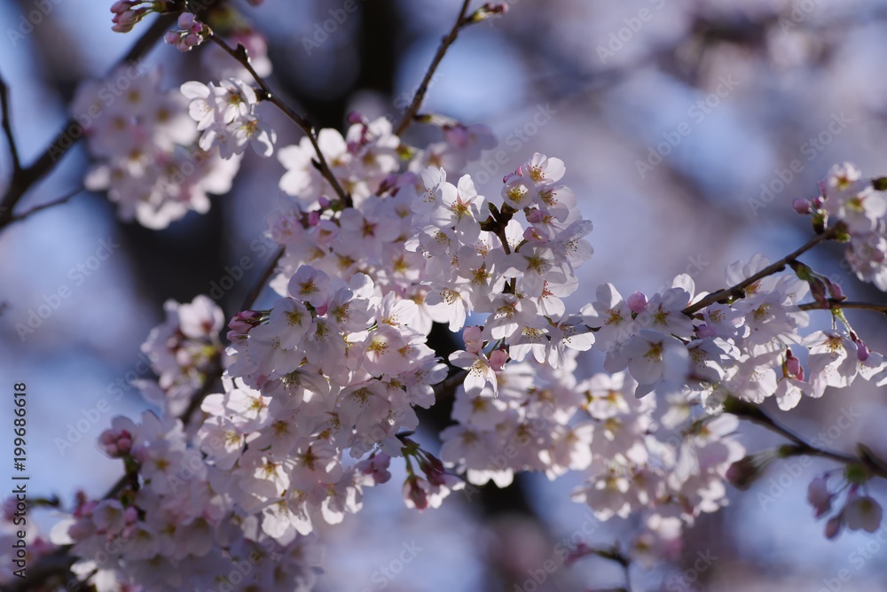 Cherry blossoms (Someiyoshino)
