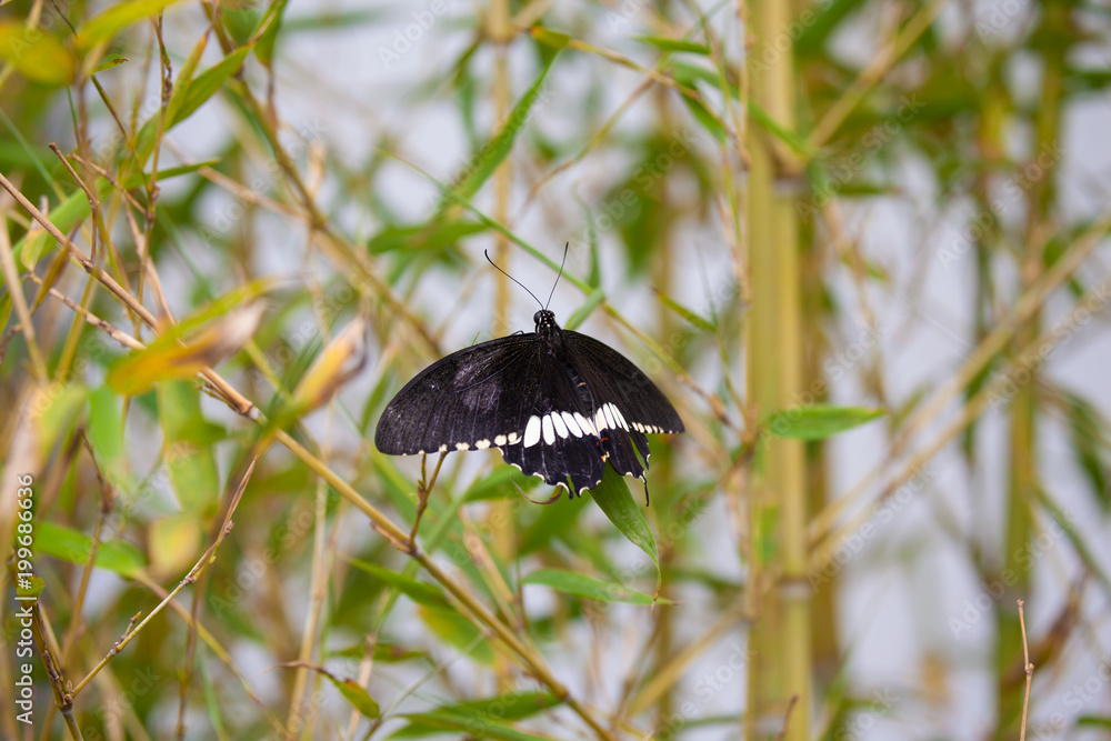 Common Mormon (Papilio polytes) on a bamboo plant