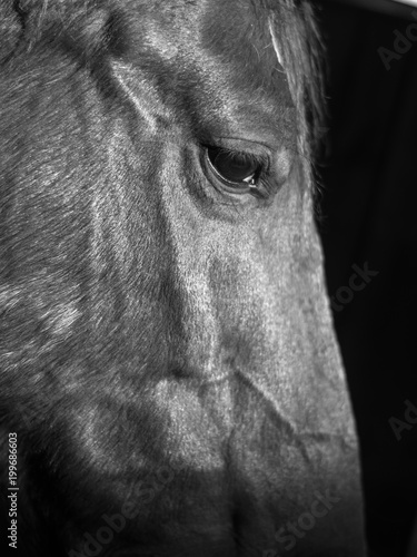Horse Close Up- Israel © Oren